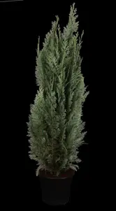 Chamaecyparis l. 'Columnaris' - 250-275 CM RB - image 1