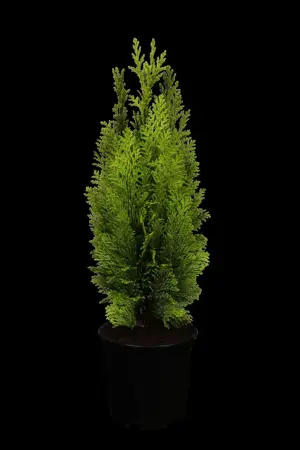 Chamaecyparis l. 'Drooping Solo' - 100-125 CM C15 - image 4
