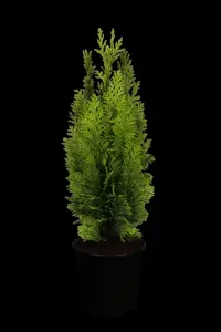 Chamaecyparis l. 'Drooping Solo' - 100-125 CM C15 - image 4