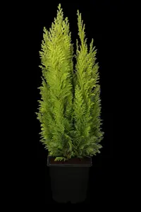 Chamaecyparis l. 'Ellwood's Empire' - 125-150 CM C25 PON PON - image 3