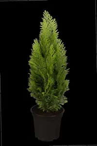 Chamaecyparis l. 'Ellwood's Empire' - LINERS 18 CEL TRAY P10,5 SIZE - image 2