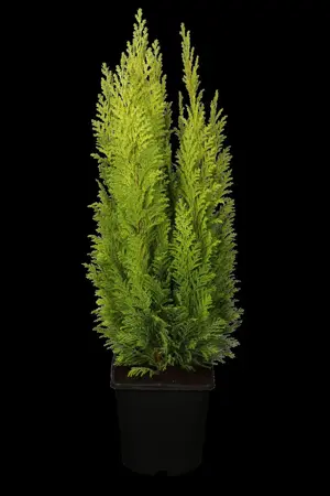 Chamaecyparis l. 'Ellwood's Empire' - LINERS 18 CEL TRAY P10,5 SIZE - image 3