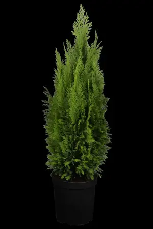 Chamaecyparis l. 'Ellwood's Empire' - LINERS 18 CEL TRAY P10,5 SIZE - image 5