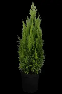 Chamaecyparis l. 'Ellwood's Empire' - LINERS 18 CEL TRAY P10,5 SIZE - image 5