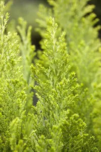 Chamaecyparis l. 'Ellwood's Empire' - 1.5 Ltr pot - image 3