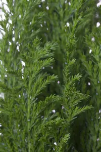 Chamaecyparis l. 'Ellwood's Empire'