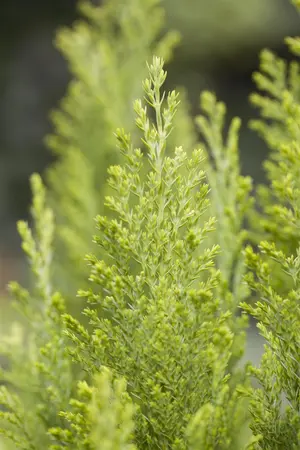 Chamaecyparis l. 'Ellwood's Empire' - LINERS 32 CEL TRAY P7 SIZE - image 2