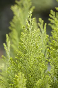 Chamaecyparis l. 'Ellwood's Empire' - LINERS 32 CEL TRAY P7 SIZE - image 2