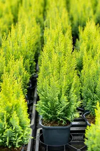 Chamaecyparis l. 'Ellwood's Empire' - LINERS 32 CEL TRAY P7 SIZE - image 5