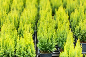 Chamaecyparis l. 'Ellwood's Empire' - LINERS 32 CEL TRAY P7 SIZE - image 4