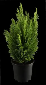 Chamaecyparis l. 'Ellwood's Empire' - LINERS 18 CEL TRAY P10,5 SIZE - image 1