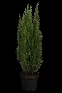 Chamaecyparis l. 'Ellwoodii' - 125-150 CM C65 - image 5