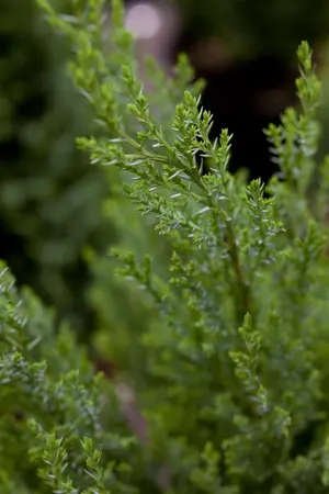 Chamaecyparis l. 'Ellwoodii' - 2 Ltr pot - image 1