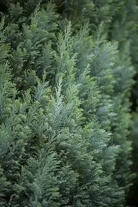 Chamaecyparis l. 'Ellwoodii' - 2 Ltr pot - image 3