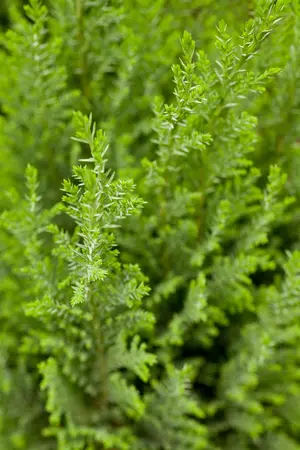 Chamaecyparis l. 'Ellwoodii' - 2 Ltr pot - image 4