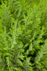 Chamaecyparis l. 'Ellwoodii' - 2 Ltr pot - image 4