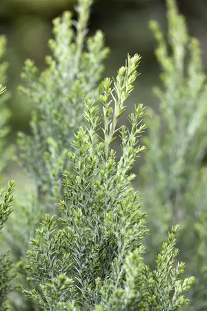 Chamaecyparis l. 'Ellwoodii' - 2 Ltr pot - image 5