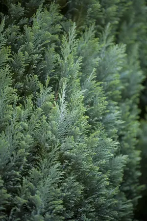 Chamaecyparis l. 'Ellwoodii' - P9 - image 3