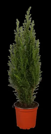 Chamaecyparis l. 'Ellwoodii' - 125-150 CM C65 - image 3