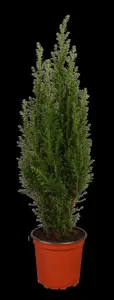 Chamaecyparis l. 'Ellwoodii' - 125-150 CM C65 - image 3
