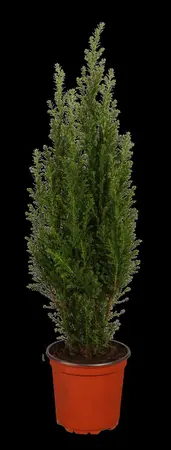 Chamaecyparis l. 'Ellwoodii' - 40-50 CM C4 - image 3