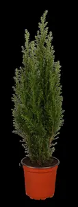 Chamaecyparis l. 'Ellwoodii' - 40-50 CM C4 - image 3