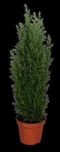 Chamaecyparis l. 'Ellwoodii'