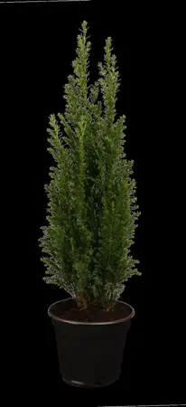 Chamaecyparis l. 'Ellwoodii' - 125-150 CM C65 - image 2