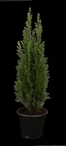 Chamaecyparis l. 'Ellwoodii' - 125-150 CM C65 - image 2
