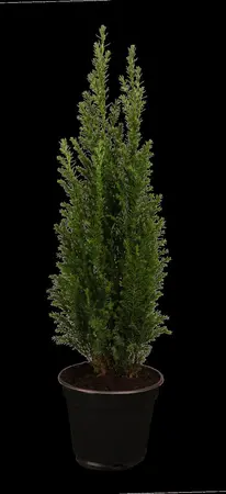 Chamaecyparis l. 'Ellwoodii' - 40-50 CM C4 - image 2