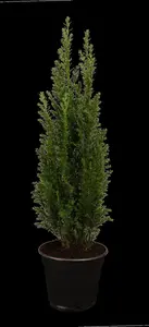 Chamaecyparis l. 'Ellwoodii' - 80-100 CM PON PON C20 - image 2