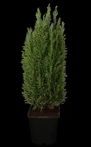 Chamaecyparis l. 'Ellwoodii' - 30-40 CM C3 - image 4
