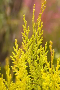 Chamaecyparis l. 'Erecta Aurea'