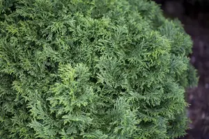 Chamaecyparis l. 'Gnome'