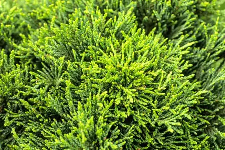 Chamaecyparis l. 'Green Globe' - 20-25 CM C3 - image 1