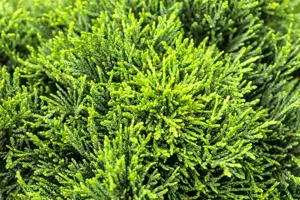 Chamaecyparis l. 'Green Globe'