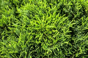 Chamaecyparis l. 'Green Globe' - 20-25 CM C3 - image 2