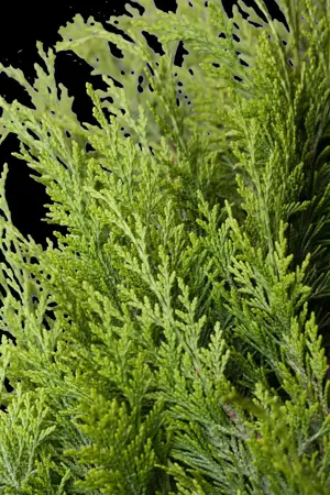 Chamaecyparis l. 'Ivonne' - 2 Ltr pot - image 4