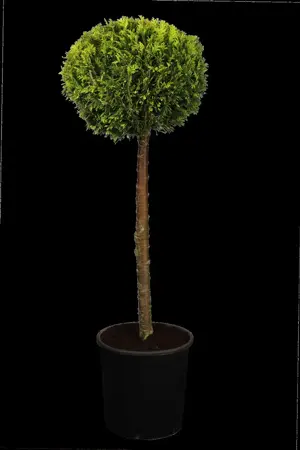 Chamaecyparis l. 'Ivonne' - 125-150 CM RB - image 3