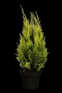 Chamaecyparis l. 'Ivonne' - 150-175 CM PON PON RB - image 2
