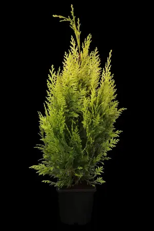 Chamaecyparis l. 'Ivonne' - 275-300 CM RB - image 1