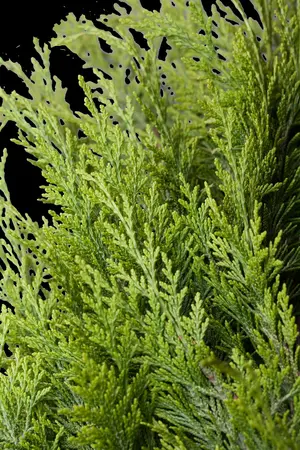 Chamaecyparis l. 'Ivonne' - TRIOBALLL 150-175 CM C90 - image 4
