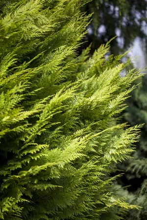 Chamaecyparis l. 'Ivonne' - 100-125 CM C18 - image 2