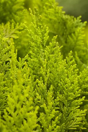Chamaecyparis l. 'Ivonne' - 1.5 Ltr pot - image 1