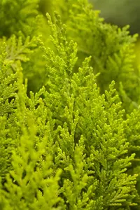 Chamaecyparis l. 'Ivonne' - 1.5 Ltr pot - image 1
