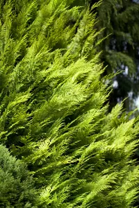 Chamaecyparis l. 'Ivonne' - 1.5 Ltr pot - image 3