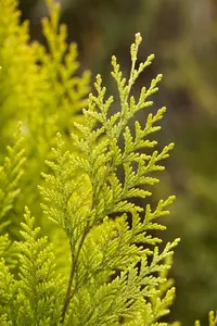 Chamaecyparis l. 'Ivonne' - 200-225 CM Pon Pon C70 - image 5