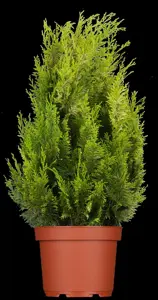 Chamaecyparis l. 'Ivonne' - 125-150 CM RB - image 5