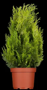 Chamaecyparis l. 'Ivonne' - PON PON 160-180 CM C45 - image 5