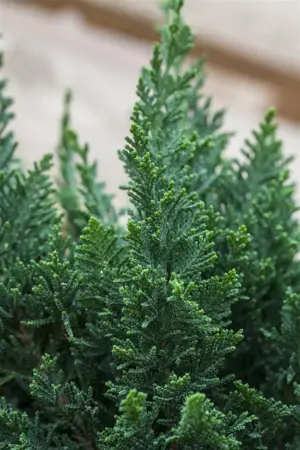 Chamaecyparis l. 'Little Spire' - 2 Ltr pot - image 1